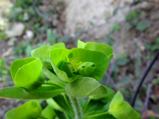 Euphorbia amygdaloides